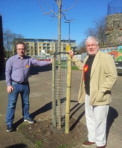 Bingfield Street tree 3 (Rupert and Richard) 20140316_131507 web